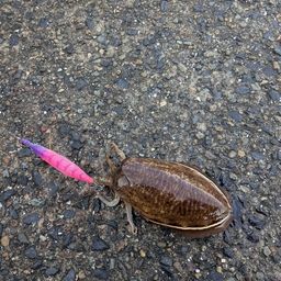 コウイカ