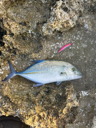 カスミアジの釣果