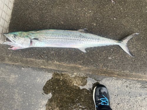 サゴシの釣果