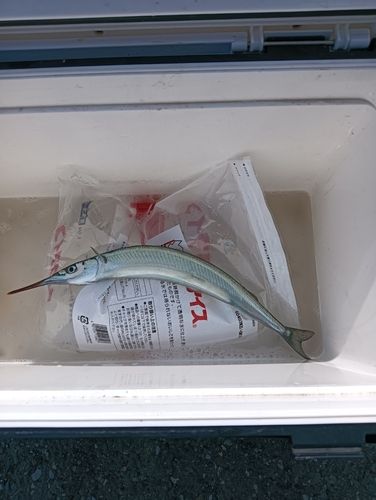サヨリの釣果