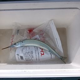 サヨリ