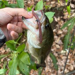 ラージマウスバス