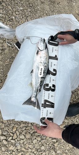 サクラマスの釣果