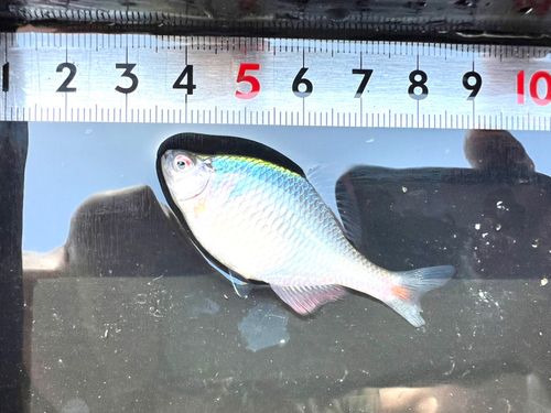 タイリクバラタナゴの釣果
