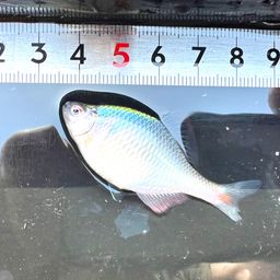 タイリクバラタナゴ