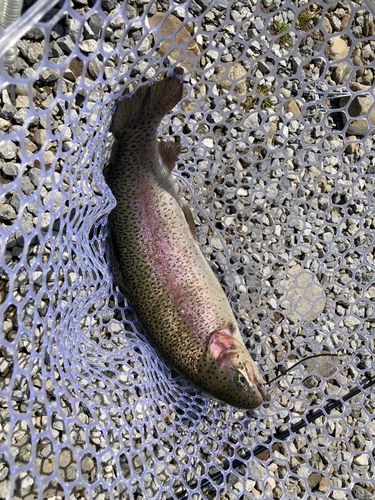 ヤシオマスの釣果