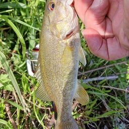 スモールマウスバス