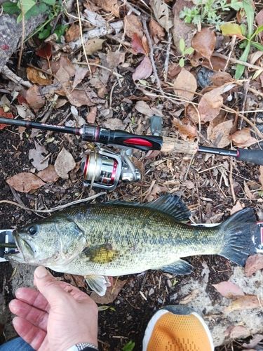 ラージマウスバスの釣果