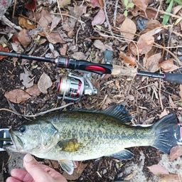 ラージマウスバス