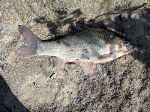 ヘラブナの釣果
