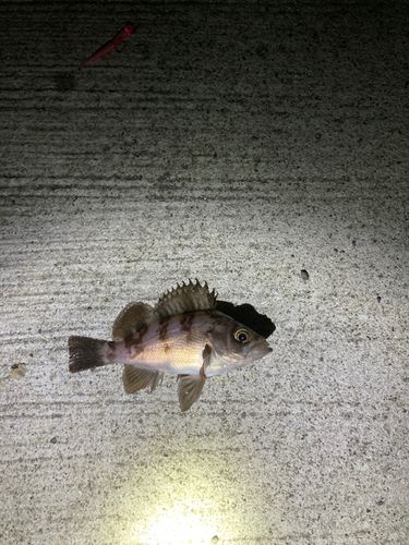 アカメバルの釣果