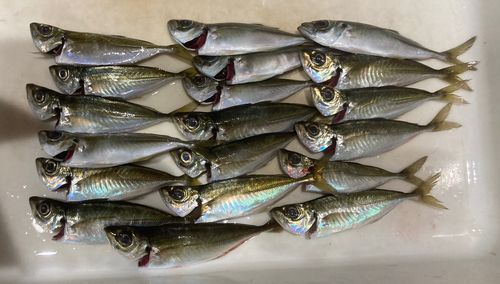 アジの釣果