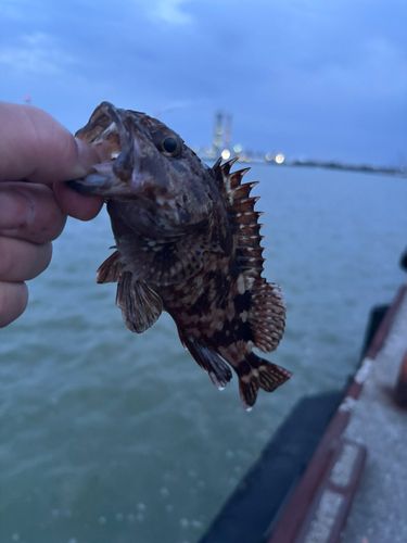ガシラの釣果