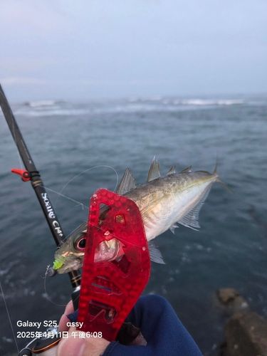 マアジの釣果