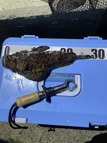 オニオコゼの釣果
