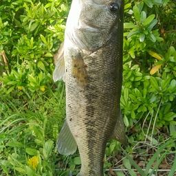 ラージマウスバス