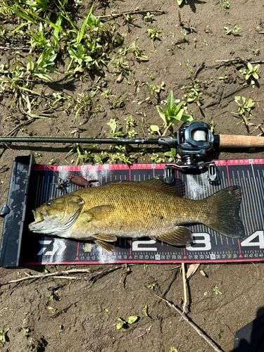 スモールマウスバスの釣果