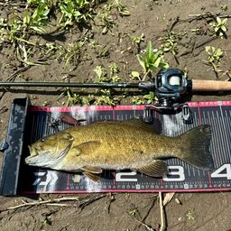 スモールマウスバス