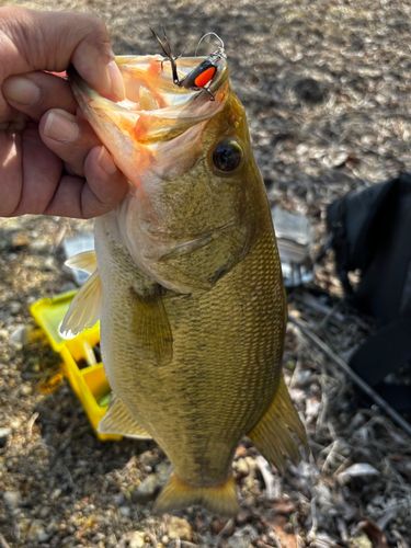 ブラックバスの釣果