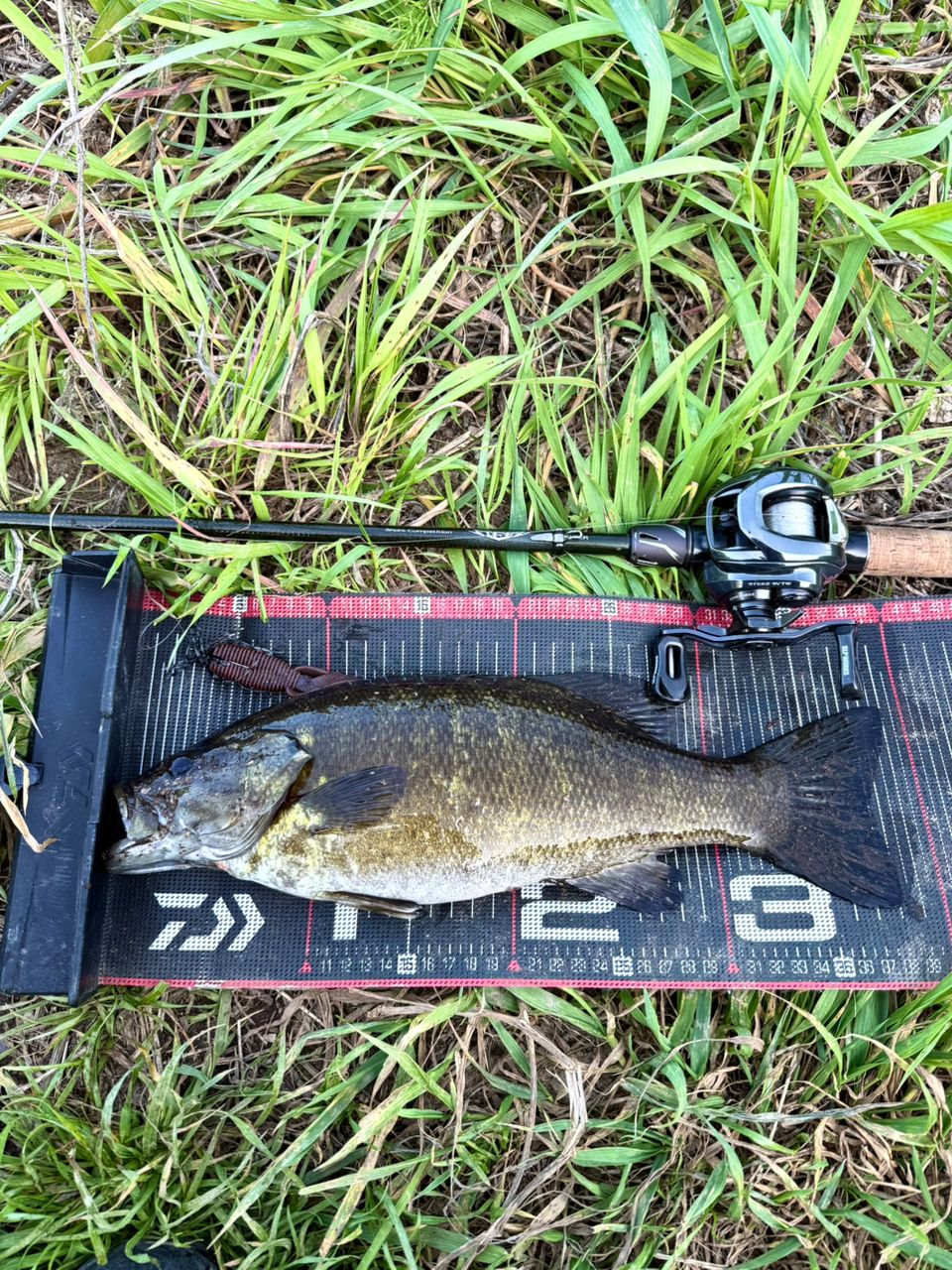 スモールマウスバス