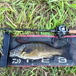 スモールマウスバス