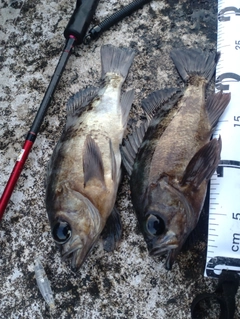 メバルの釣果