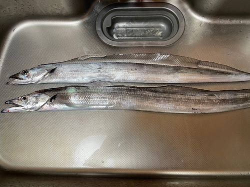 タチウオの釣果