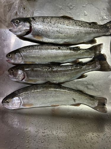 ニジマスの釣果