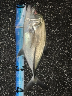 ギンガメアジの釣果