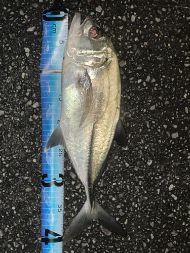 ギンガメアジの釣果