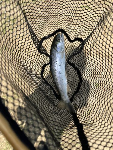 ホウライマスの釣果