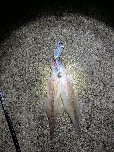 ヤリイカの釣果