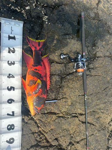 バラハタの釣果