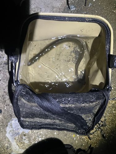 ウナギの釣果