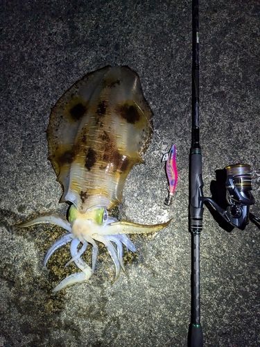 アオリイカの釣果