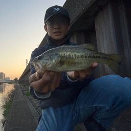 ラージマウスバス