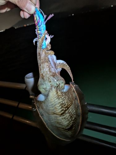 マツバイカの釣果