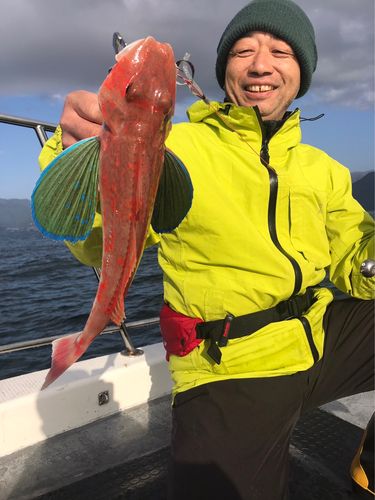 ホウボウの釣果