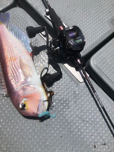 ホウボウの釣果