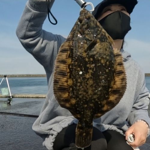 クロガシラガレイ