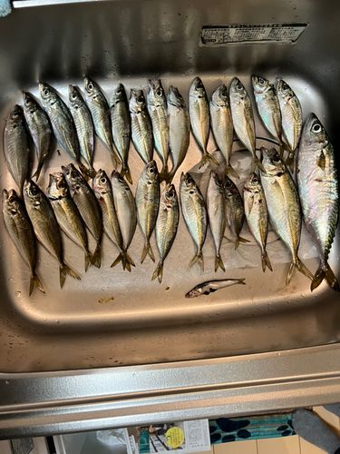 アジの釣果