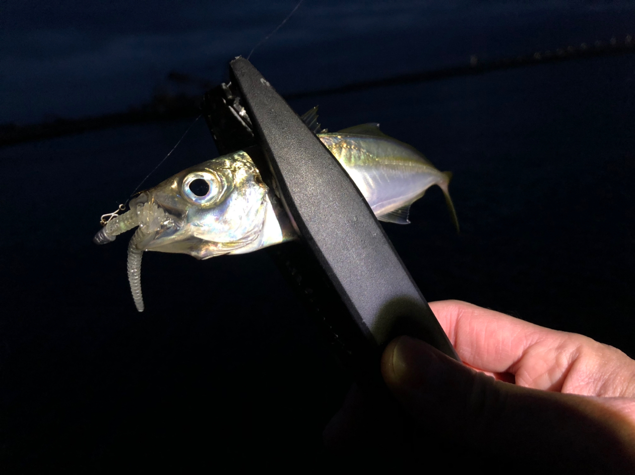 シマノ ソアレTTアジング | 万年小物釣りバカのブログ