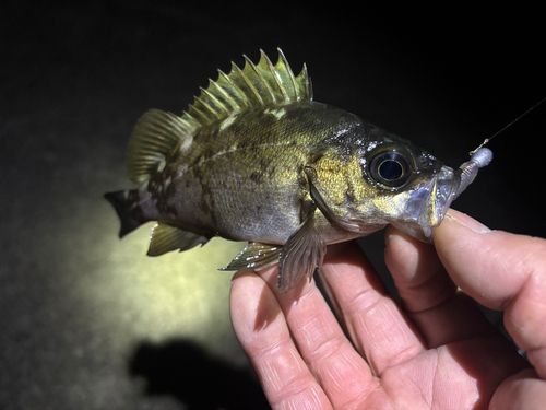 メバルの釣果