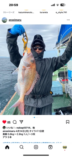 マダイの釣果