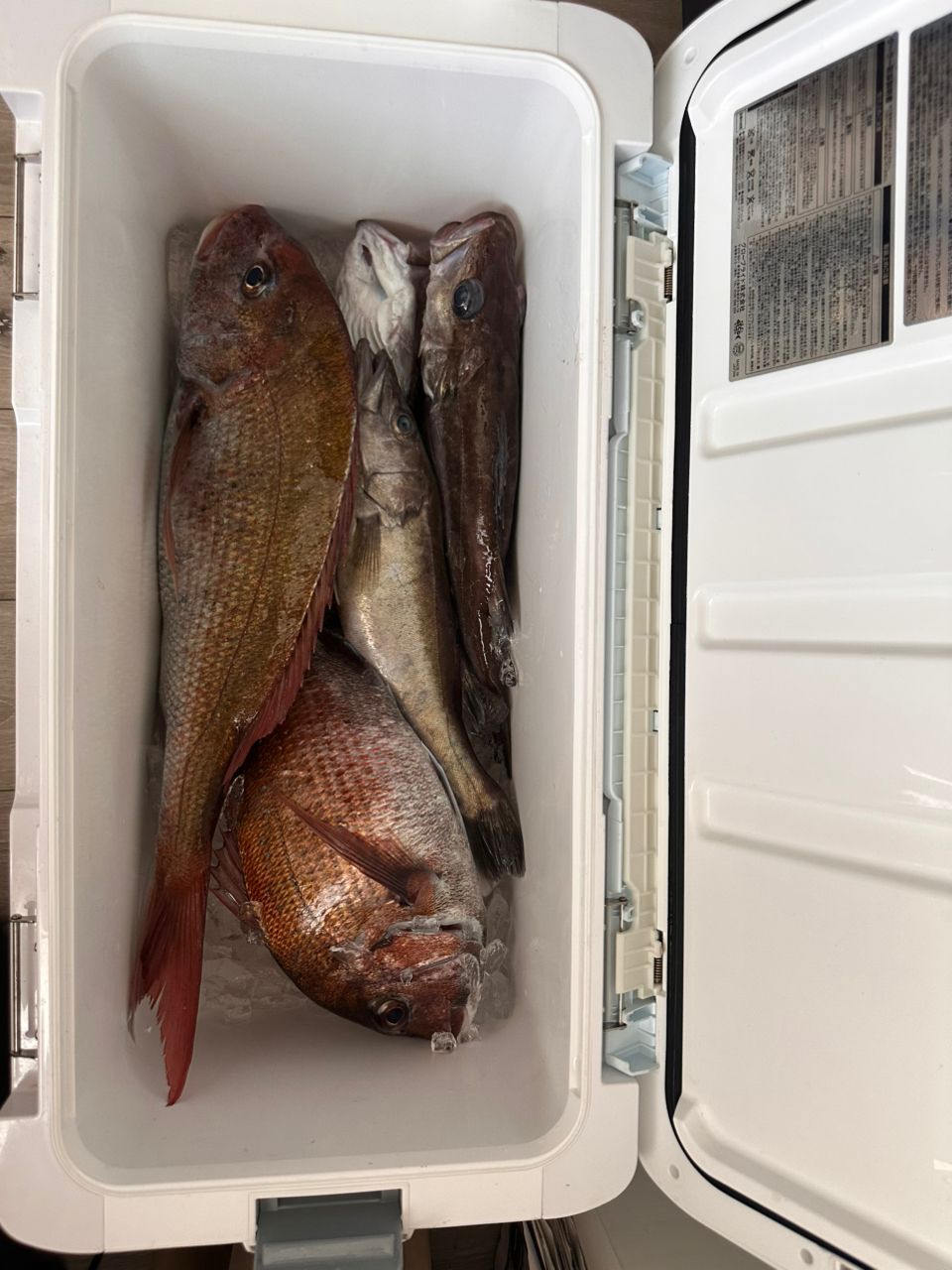 いかおとこさんの釣果 2枚目の画像