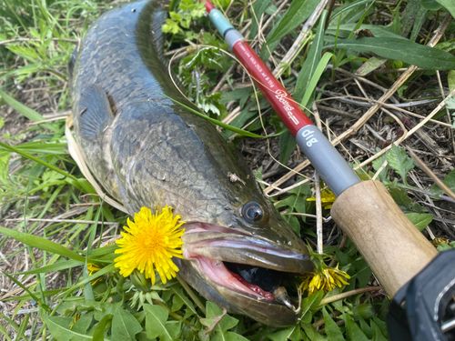 ライギョの釣果