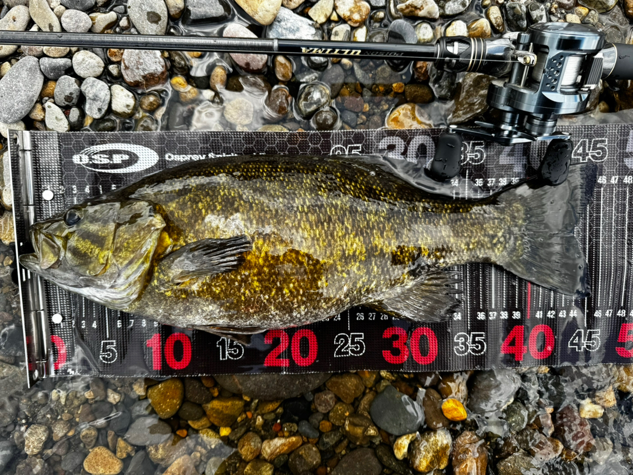 SHIMANO 24カルカッタコンクエスト シャローエディション 31HGの