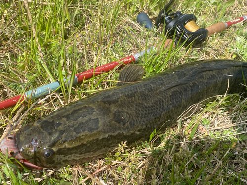 ライギョの釣果