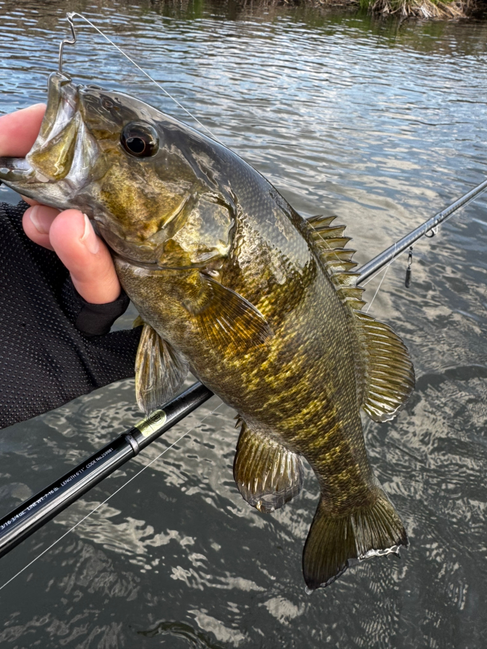 SHIMANO 24カルカッタコンクエスト シャローエディション 31HGの