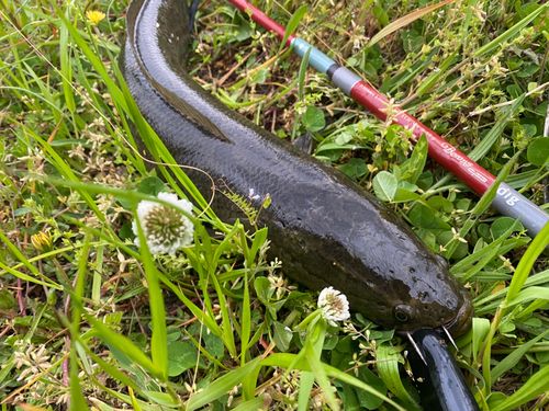 ライギョの釣果